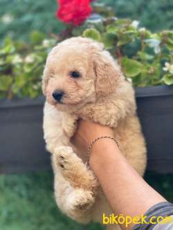 EN UYGUN TOY POODLE 3