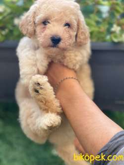 EN UYGUN TOY POODLE 1