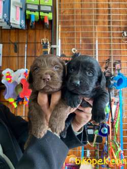 EN UYUMLU AİLE KÖPEĞİ LABRADOR BEBEKLER 1