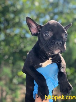 En Yüksek Kaliteli French Bulldog Yavrularımız 2