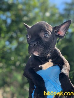 En Yüksek Kaliteli French Bulldog Yavrularımız 1