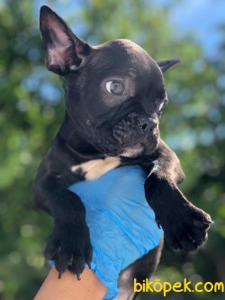 En Yüksek Kaliteli French Bulldog Yavrularımız 3