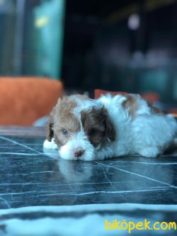 En Yüksek Kaliteli Maltipoo Yavrularımız 3