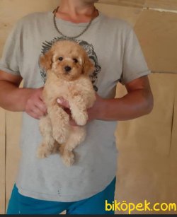 En Yüksek Kaliteli Toy Poodle Yavrularımız 3