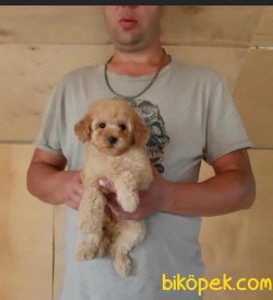 En Yüksek Kaliteli Toy Poodle Yavrularımız 1