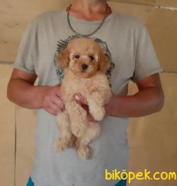 En Yüksek Kaliteli Toy Poodle Yavrularımız 2