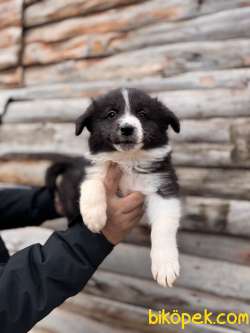 EN ZEKİ IRK BORDER COLLIE BEBEKLERE BAKIN 4