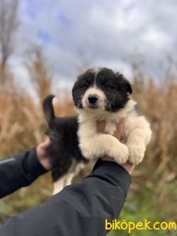 EN ZEKİ IRK BORDER COLLIE BEBEKLERE BAKIN 3