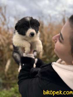 EN ZEKİ IRK BORDER COLLIE BEBEKLERE BAKIN 2