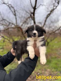 EN ZEKİ IRK BORDER COLLIE BEBEKLERE BAKIN 5