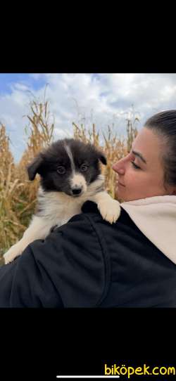 EN ZEKİ IRK BORDER COLLIE BEBEKLERE BAKIN