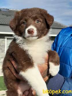 En Zeki Irk Border Collie Yavruları 1