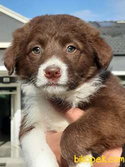 En Zeki Irk Border Collie Yavruları 2