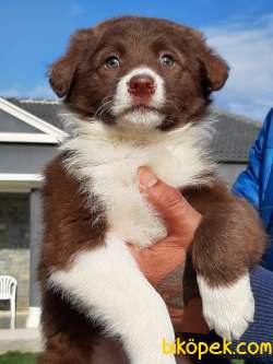 En Zeki Irk Border Collie Yavruları 2