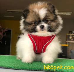 Ender Bulunan Renk A Kalite Pomeranian BOO Oğlumuz 2