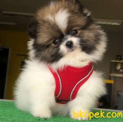 Ender Bulunan Renk A Kalite Pomeranian BOO Oğlumuz 1