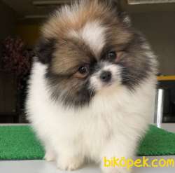 Ender Bulunan Renk A Kalite Pomeranian BOO Oğlumuz 3
