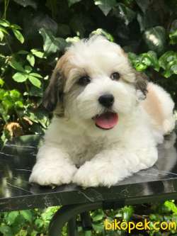 Ender Irk Party Color Maltipoo 4