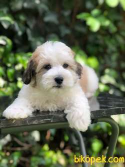 Ender Irk Party Color Maltipoo 3