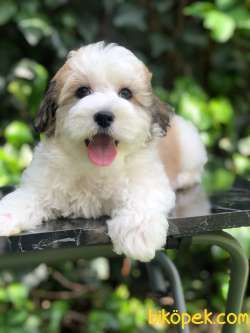 Ender Irk Party Color Maltipoo 2