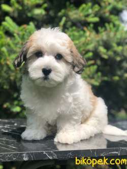 Ender Irk Party Color Maltipoo 1