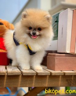 Ender Renk Olan Pomeranian Oğlumuz ‘BRAD’ 1