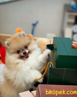 Ender Renk Olan Pomeranian Oğlumuz ‘BRAD’ 5
