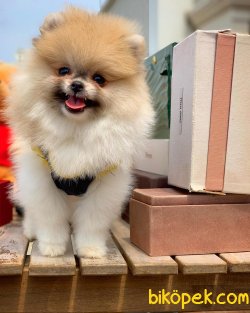 Ender Renk Olan Pomeranian Oğlumuz ‘BRAD’ 3