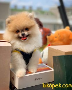 Ender Renk Olan Pomeranian Oğlumuz ‘BRAD’ 2