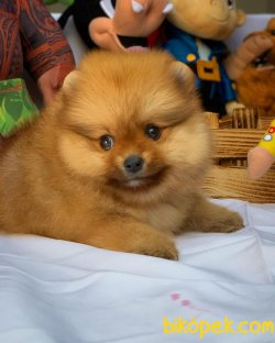 Ender Renk T-Cup Muhteşem Boy Pomeranian Boo Yavruları 2