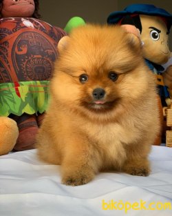 Ender Renk T-Cup Muhteşem Boy Pomeranian Boo Yavruları 3