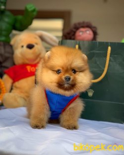 Ender Renk T-Cup Muhteşem Boy Pomeranian Boo Yavruları 1
