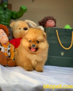 Ender Renk T-Cup Muhteşem Boy Pomeranian Boo Yavruları 4