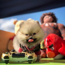 Ender Renklerde Safkan Pomeranian Boo Teddybear! 4