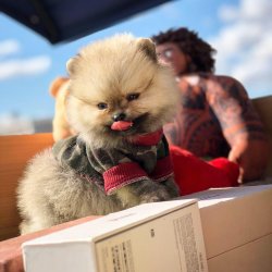 Ender Renklerde Safkan Pomeranian Boo Teddybear! 3