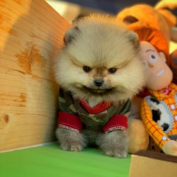 Ender Renklerde Safkan Pomeranian Boo Teddybear! 1