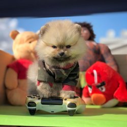 Ender Renklerde Safkan Pomeranian Boo Teddybear! 2
