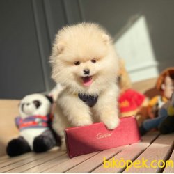 Ender Renkte Bembeyaz TeaCup Orjinal Pomeranian Boo 1