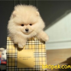 Ender Renkte Bembeyaz TeaCup Orjinal Pomeranian Boo 3