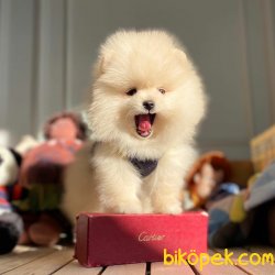 Ender Renkte Bembeyaz TeaCup Orjinal Pomeranian Boo 4