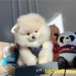 Ender Renkte Bembeyaz TeaCup Orjinal Pomeranian Boo 2