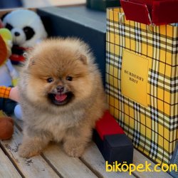 Ender Taba Renk Safkan Pomeranian Oğlumuz’KAHVE’ 3