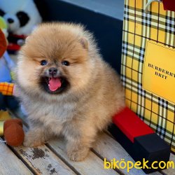 Ender Taba Renk Safkan Pomeranian Oğlumuz’KAHVE’ 1