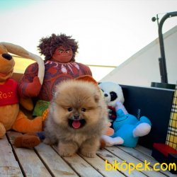 Ender Taba Renk Safkan Pomeranian Oğlumuz’KAHVE’ 2