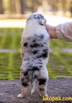 Enfes!!!Avustralya Çoban Köpeği Yavruları Blue Merle 4