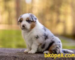 Enfes!!!Avustralya Çoban Köpeği Yavruları Blue Merle 3