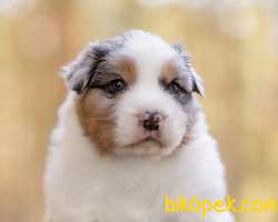 Enfes!!!Avustralya Çoban Köpeği Yavruları Blue Merle