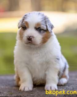 Enfes!!!Avustralya Çoban Köpeği Yavruları Blue Merle 2