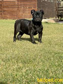 EĞİTİMLİ FRENCH BULLDOG YAVRULARI ÇİFTLİKTEN 3