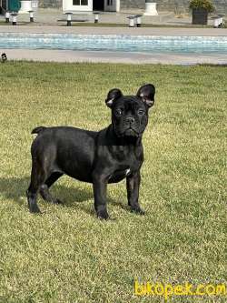 EĞİTİMLİ FRENCH BULLDOG YAVRULARI ÇİFTLİKTEN 4